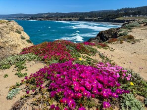 A coastal landscape with a rocky shoreline, vibrant pink flowers, and a view of the ocean. - Mare Vista (TOT # 2194): 2  BR, 2  BA House in The Sea Ranch, Sleeps 4 (The Sea Ranch)