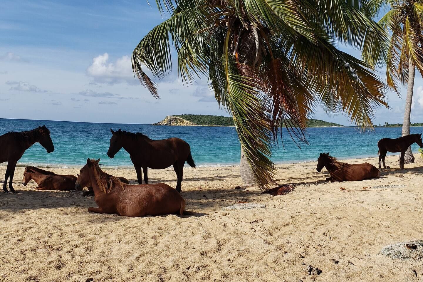 A beach with horses and a palm tree.