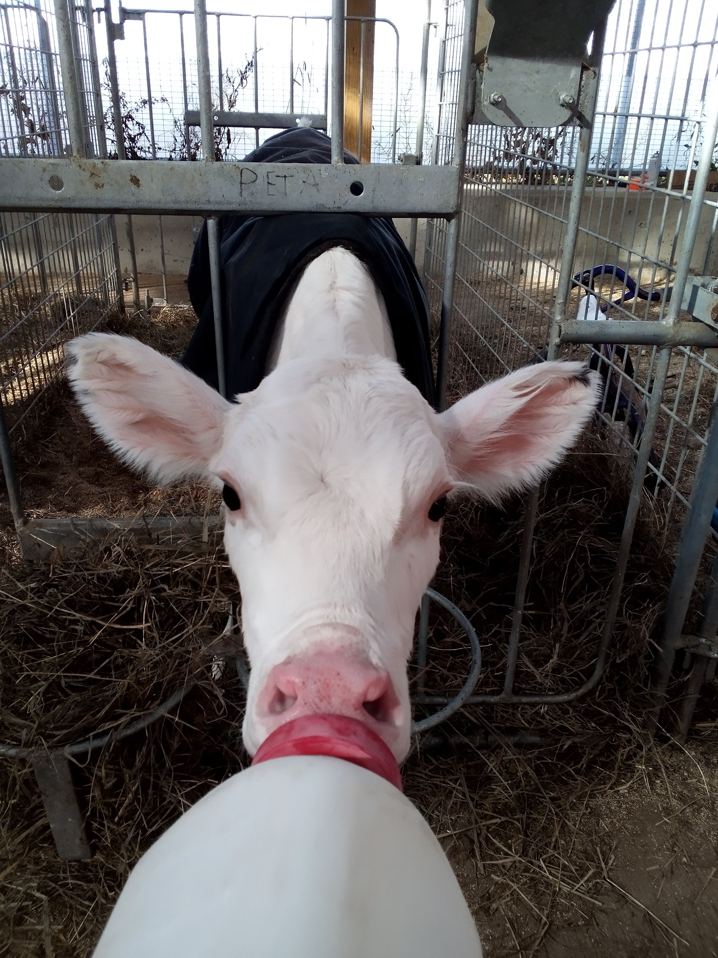 Una vaca dentro de un recinto metálico con una puerta de metal que dice 'PETA'.