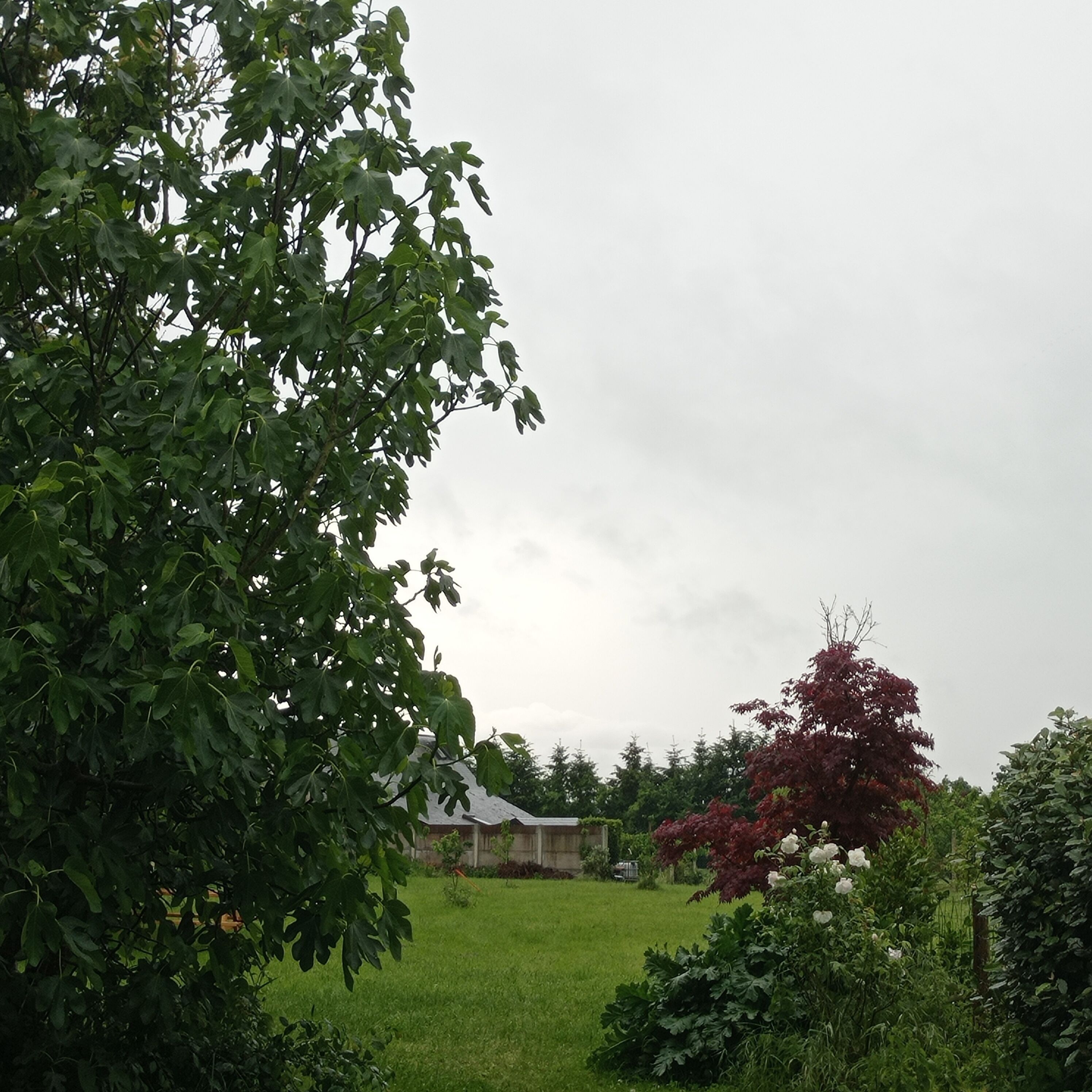 Il s’agit d’une propriété résidentielle dotée d’une cour verdoyante, d’une maison avec un toit en pente et d’un jardin où poussent diverses plantes et fleurs.