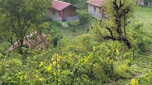 Un paisaje rural con dos cabañas de madera rodeadas de abundante follaje y árboles.
