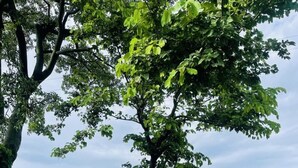 A natural landscape with a prominent tree and dense greenery.