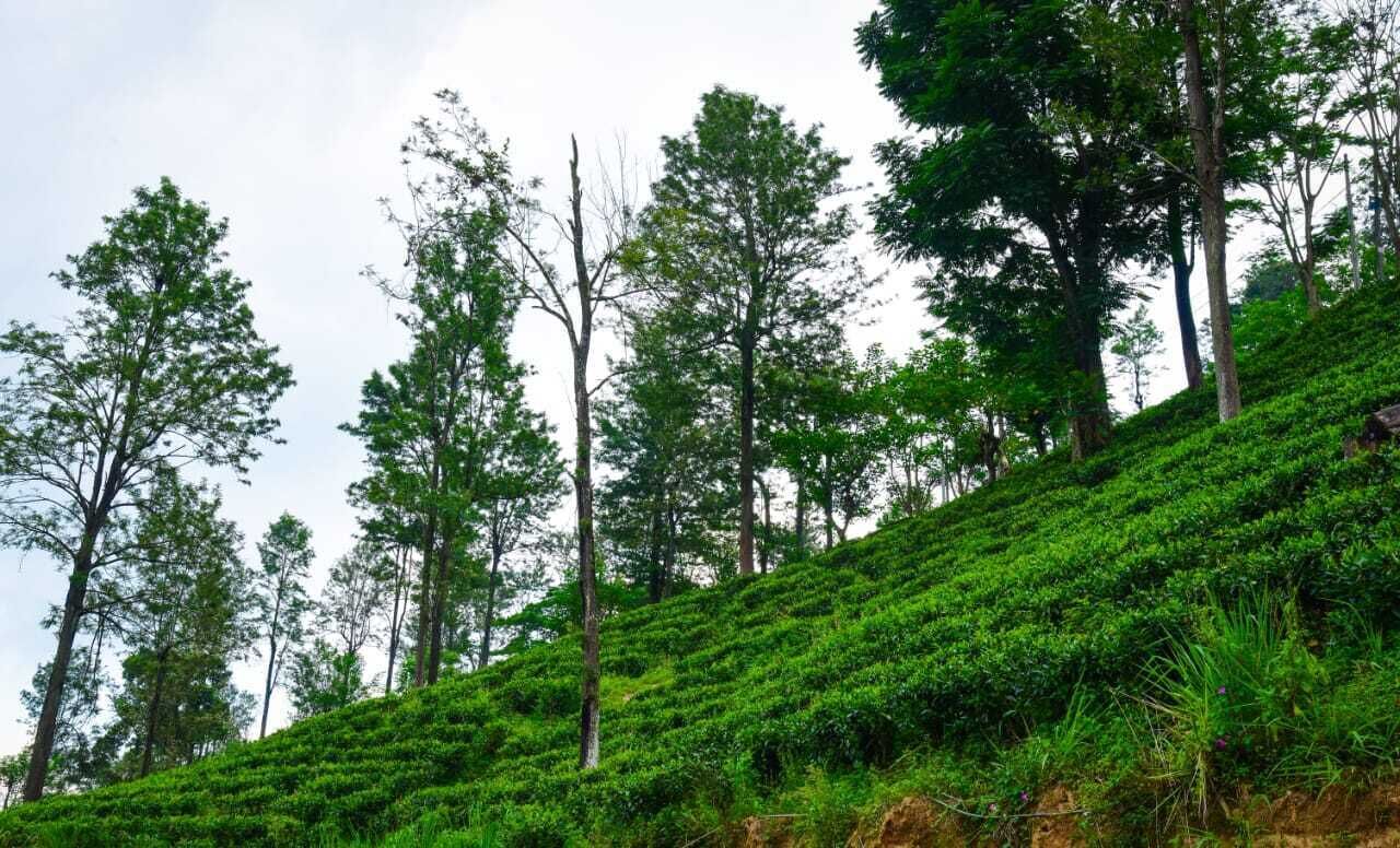 A hilly landscape with dense green vegetation and tall trees.