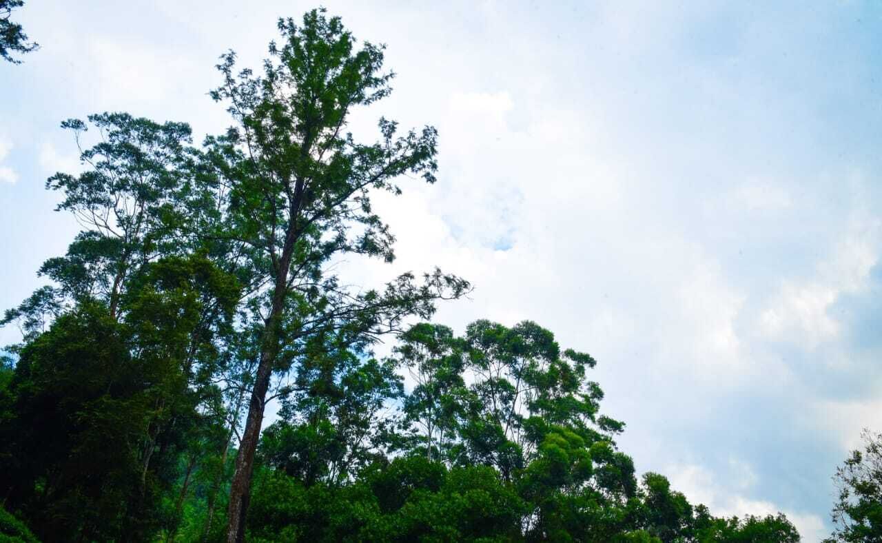 A tall tree with a clear sky in the background.