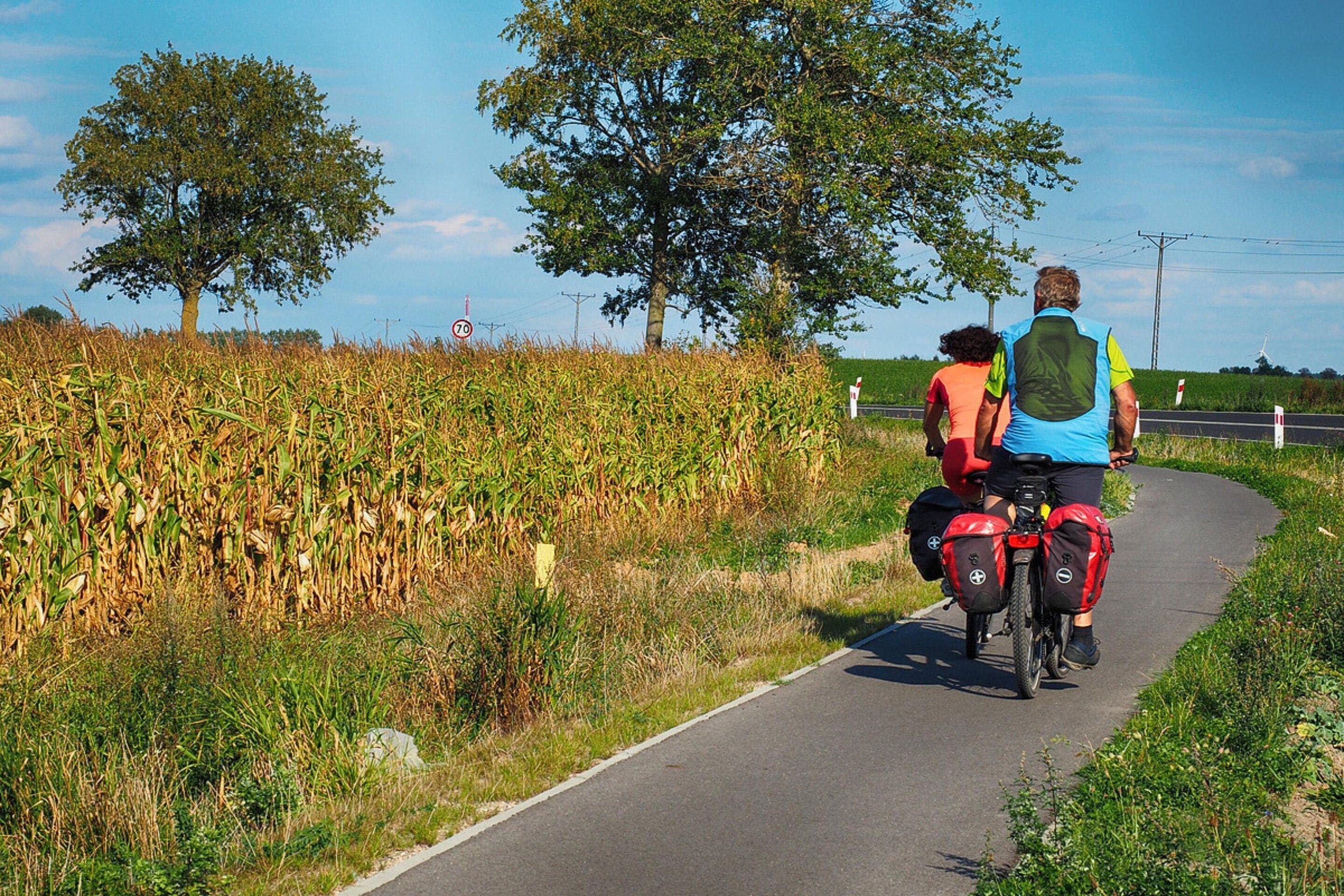A paved path alongside a cornfield with trees in the background.