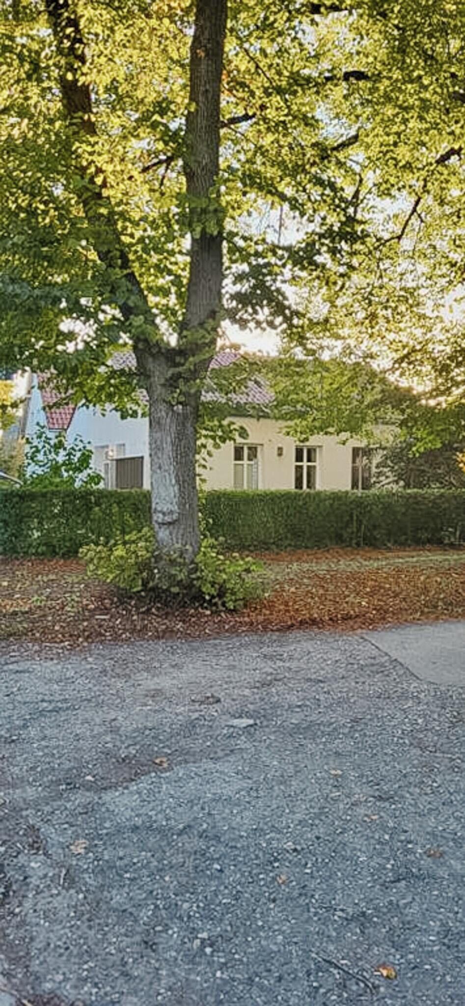 Une rue bordée d’arbres, avec un bâtiment en arrière-plan.