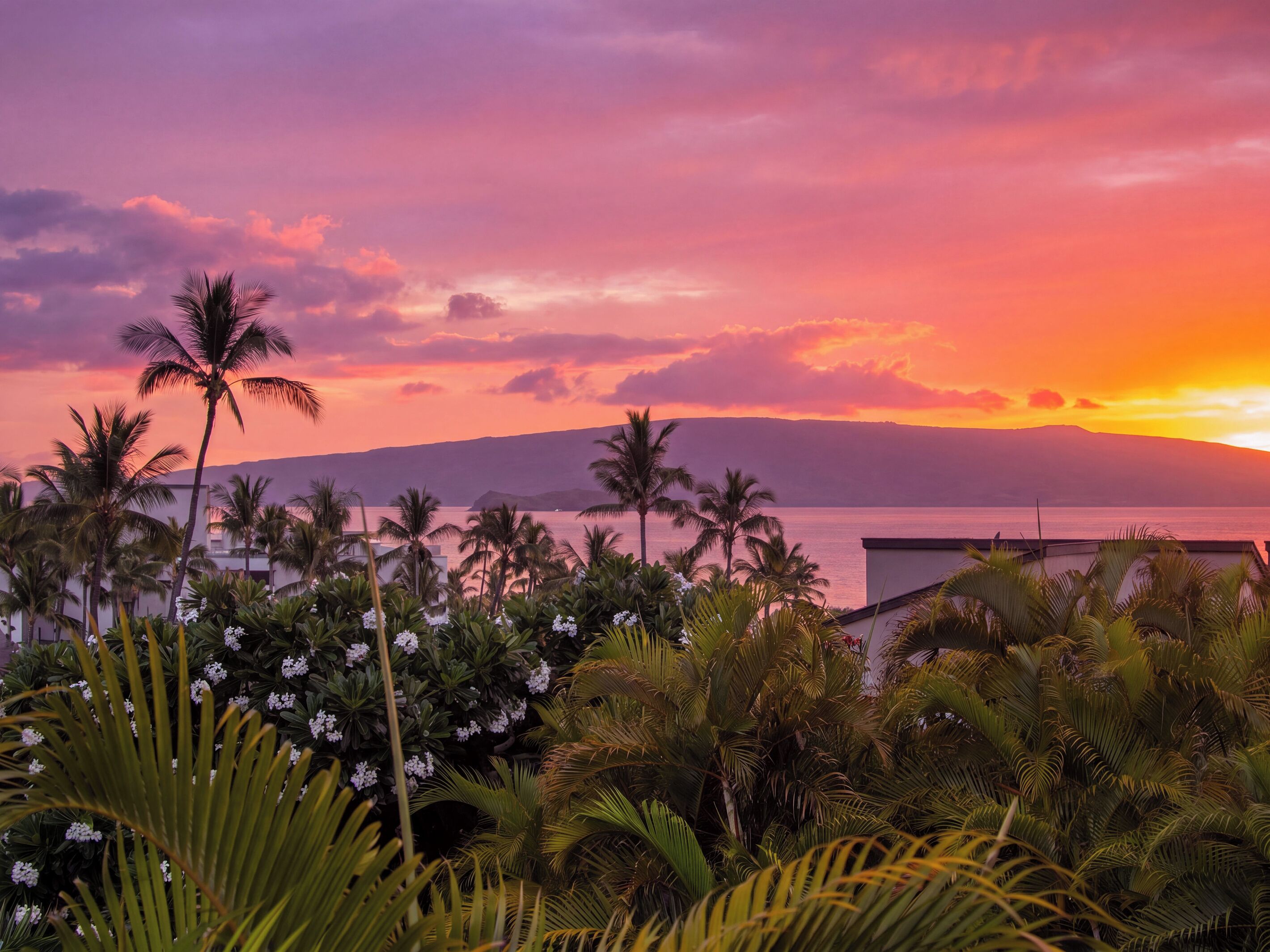 A tropical landscape with palm trees and a view of the ocean at sunset.