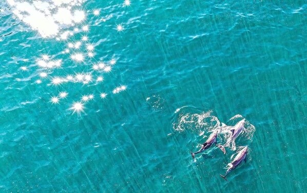 A clear blue water body with dolphins swimming.