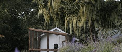 A small white building with a gabled roof, surrounded by dense greenery and hanging moss.