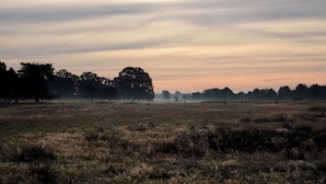 Ein Feld mit Bäumen in der Ferne und einer Baumgrenze.