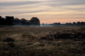 Ein Feld mit Bäumen in der Ferne und einer Baumgrenze.