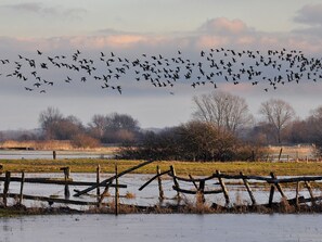 Un paysage rural avec un vol d’oiseaux au-dessus d’un champ, une clôture en bois et des arbres dénudés en arrière-plan.