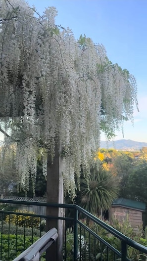 Property grounds - Wisteria Retreat | Boutique Stay w/ Views & Sauna (Blenheim)