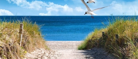 Un sendero arenoso que lleva al mar, con gaviotas volando por encima.