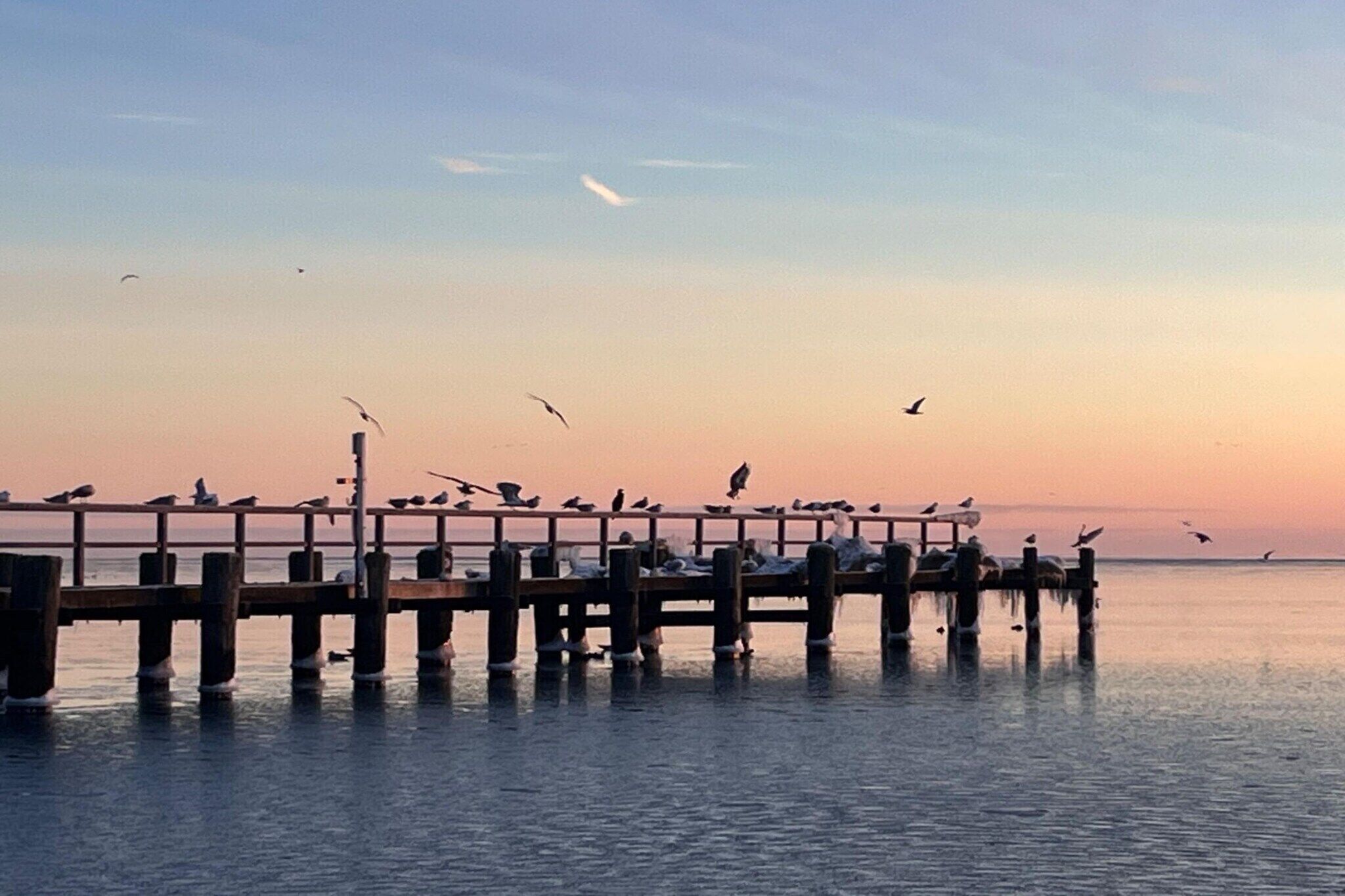 Un muelle se adentra en aguas tranquilas con aves posadas.