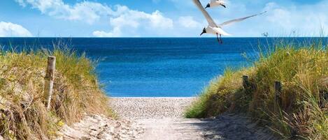 A sandy beach path leading to the ocean with seagulls flying overhead.
