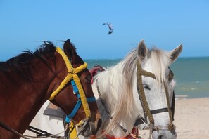 Two horses with harnesses on a beach.