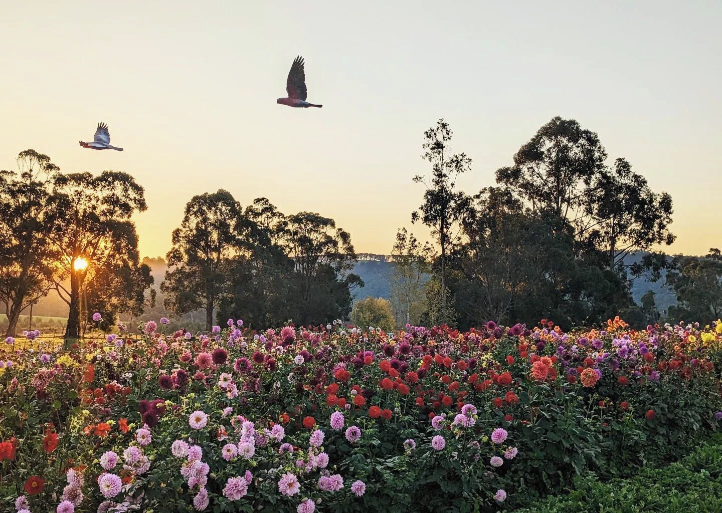 Un jardín con diversas flores y árboles, y dos pájaros volando en el cielo.