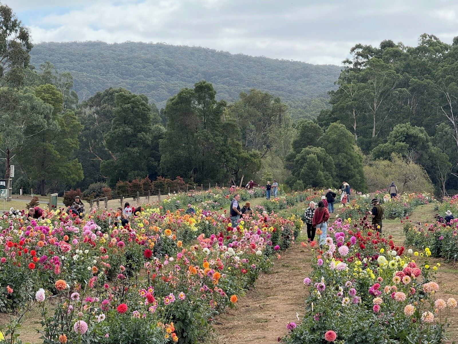 A garden with a variety of flowers and a path.