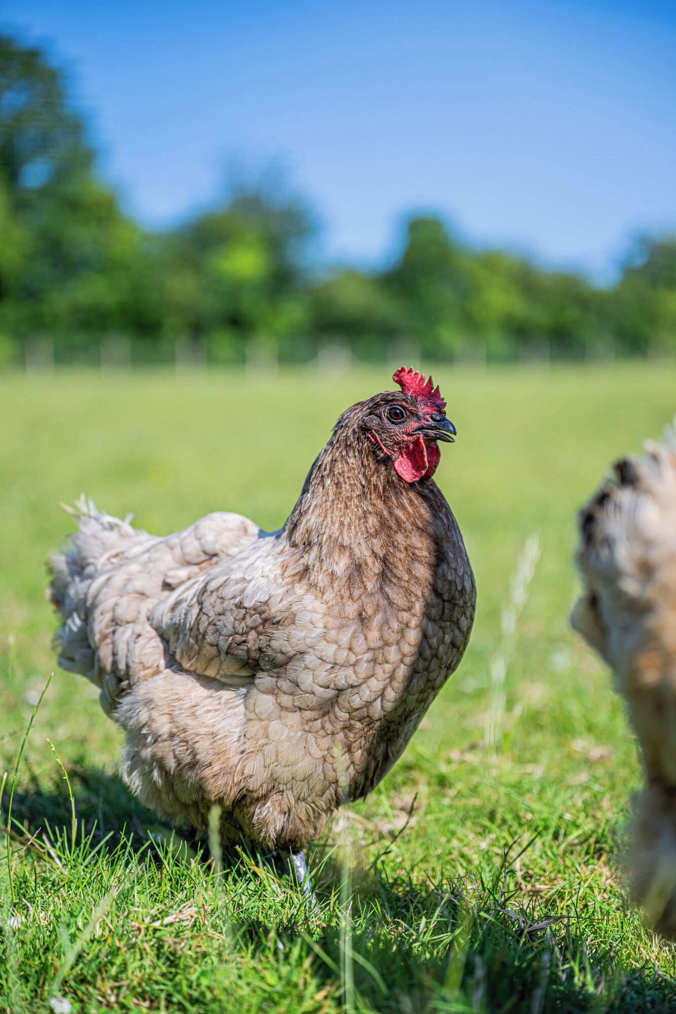 Un pollo en un campo cubierto de hierba.