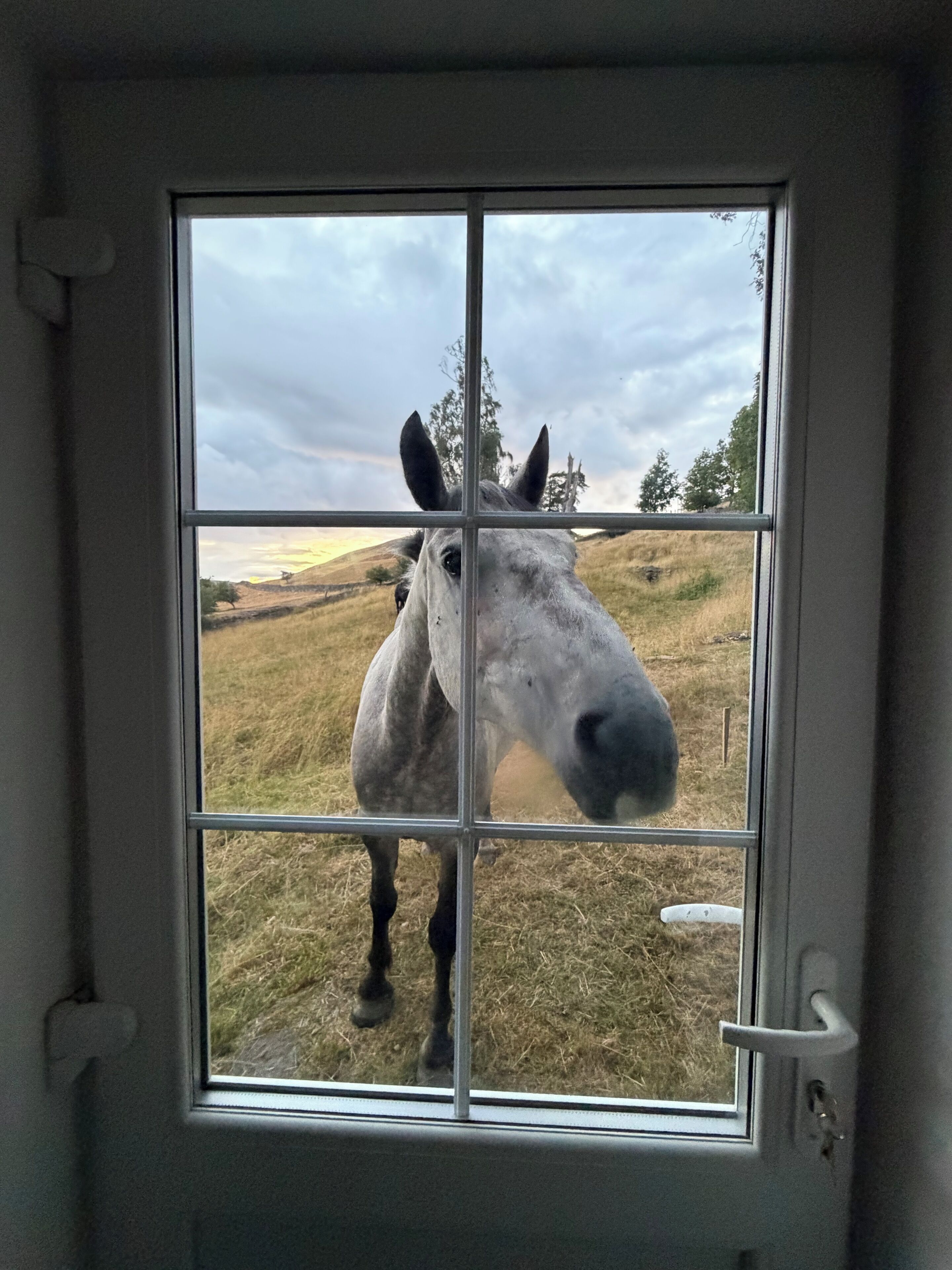 A horse through a window with a view of a grassy field and trees.