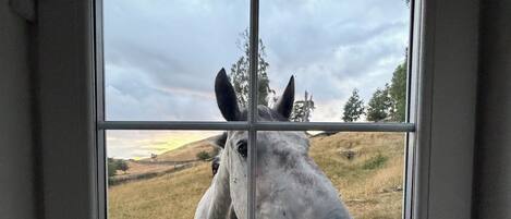 A horse through a window with a view of a grassy field and trees.