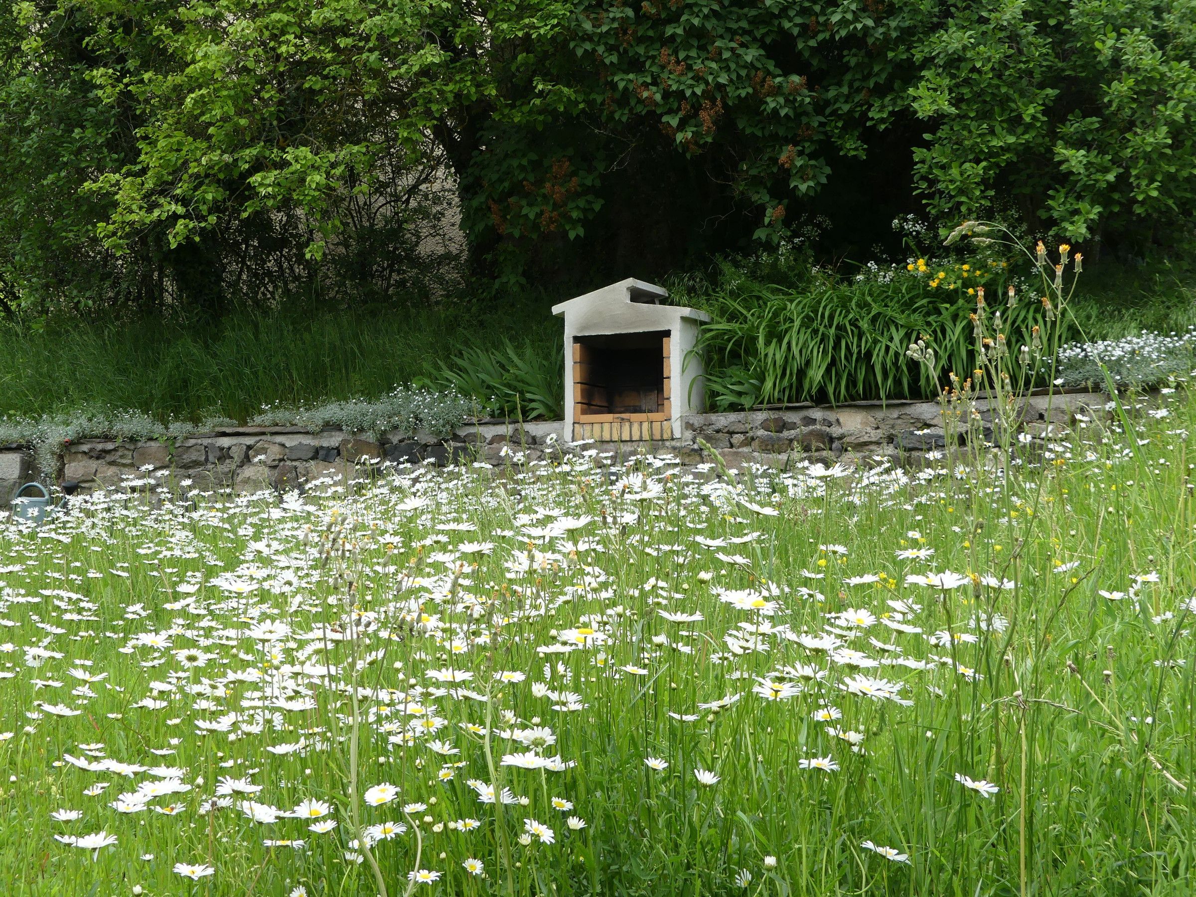 Un jardin avec un mur de pierre, une structure en bois et un champ de fleurs blanches.