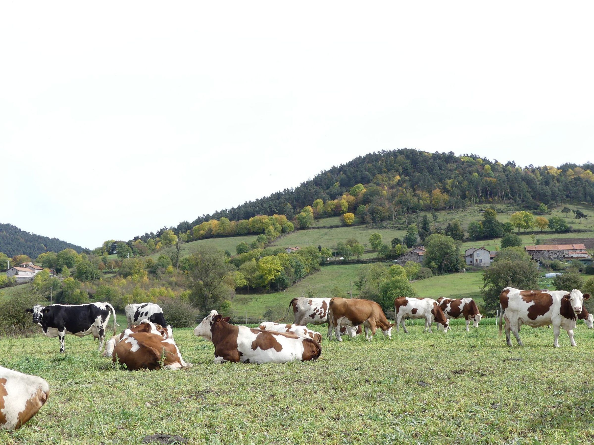 A rural landscape with cows grazing in a field, surrounded by rolling hills and scattered houses.