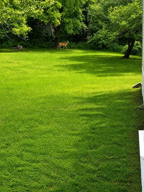 A grassy area with a deer in the distance, surrounded by trees.
