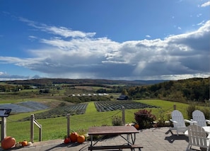 A vineyard with rows of grapevines, a picnic area with a table and chairs, and a scenic view of rolling hills.