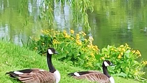 Two geese on a grassy area near a body of water. - Small studio on the banks of the Eure – quiet, nature & large outdoor spaces (Garennes-sur-Eure)