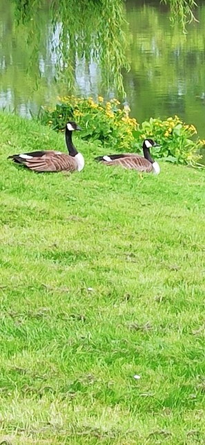 Zwei Gänse auf einer Wiese in der Nähe eines Gewässers.
