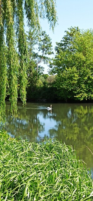 Ein ruhiger Fluss mit einem schwimmenden Schwan, umgeben von üppigem Grün und Bäumen.