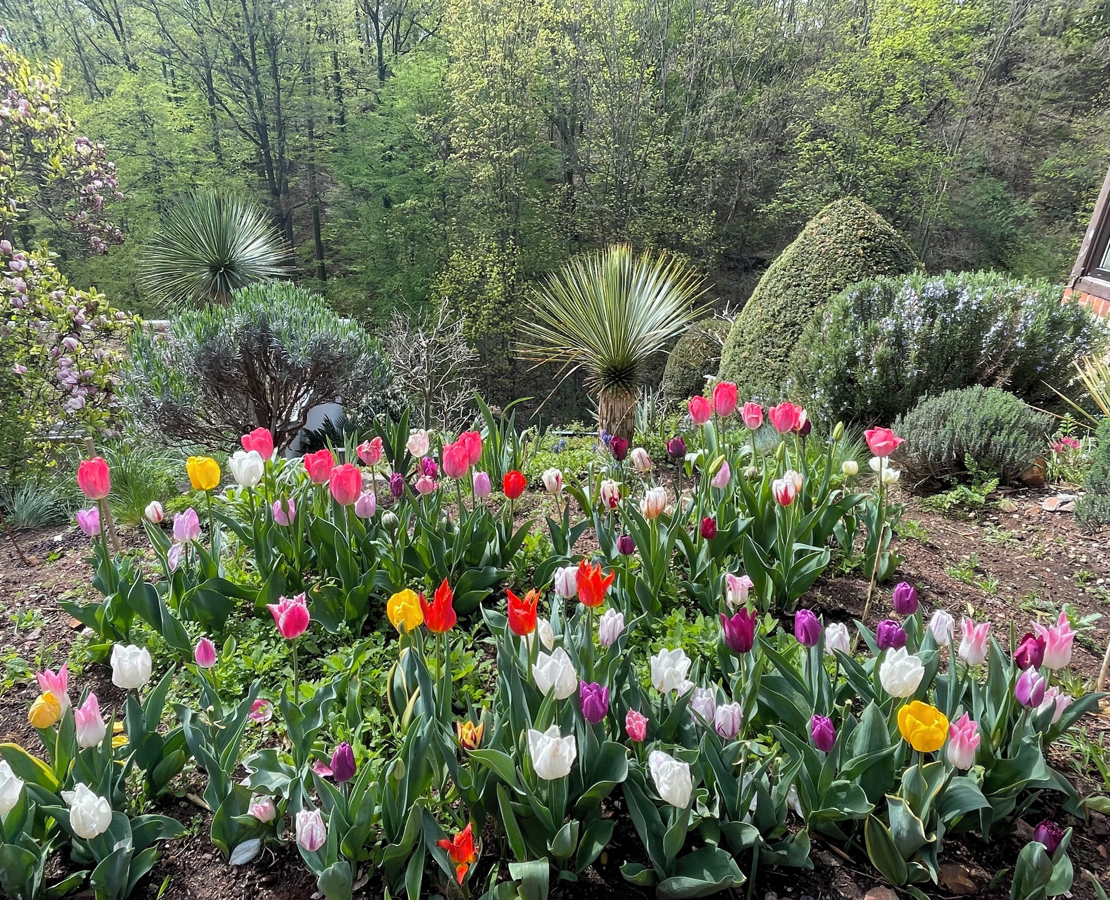 Un jardin où l’on peut admirer une grande variété de tulipes et d’autres plantes.