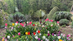 A garden with a variety of tulips and other plants. - Tuscan flair in the west of Dresden, not far from Nice in Saxony - Radebeul (Dresden)