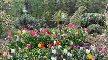 Ein Garten mit verschiedenen Tulpen und anderen Pflanzen.