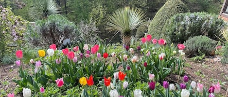 A garden with a variety of tulips and other plants.
