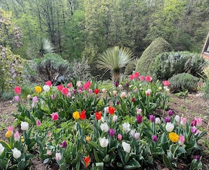Ein Garten mit verschiedenen Tulpen und anderen Pflanzen.