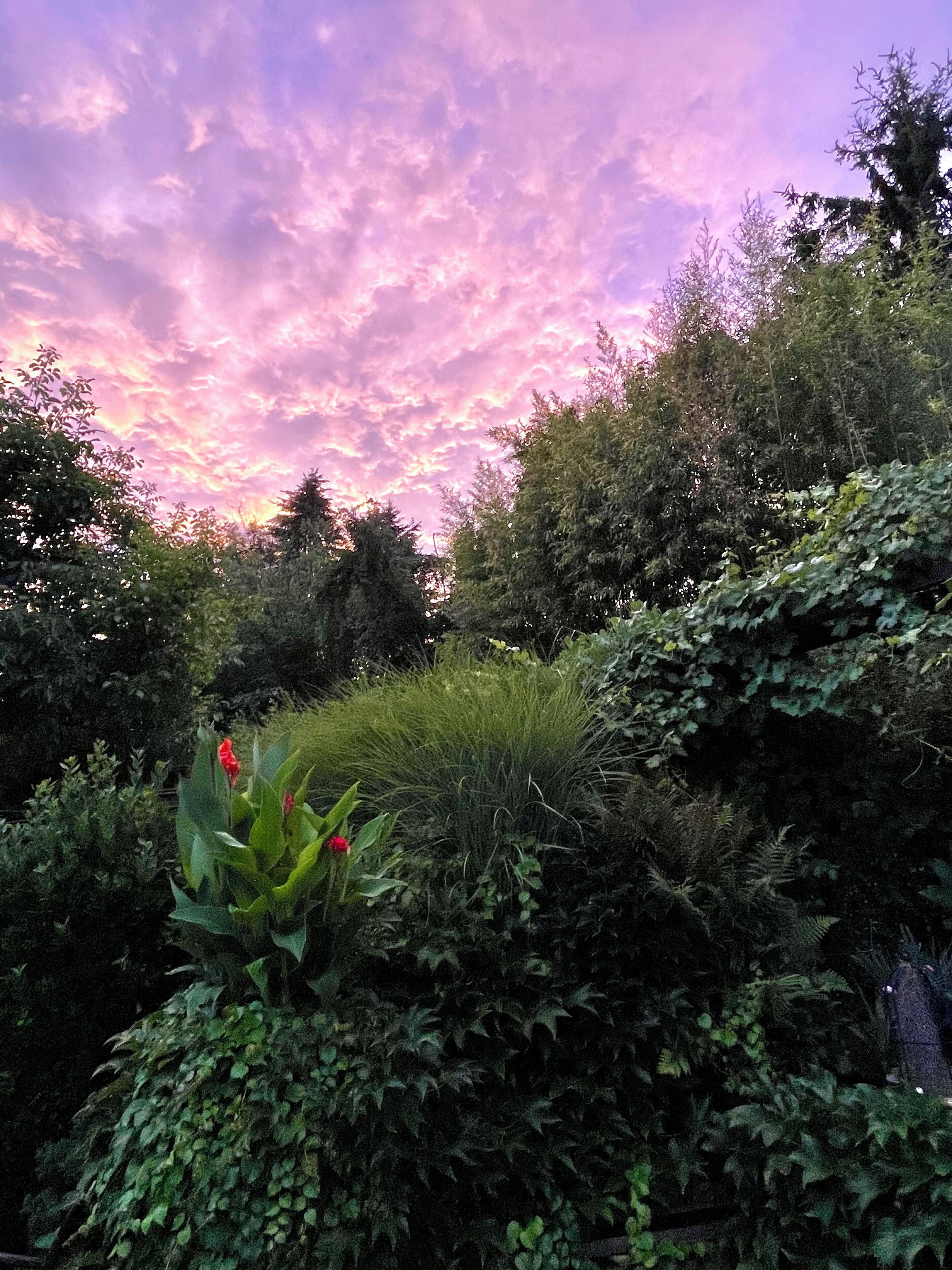 Ein Garten mit dichtem Grün und vielfältigen Pflanzen.