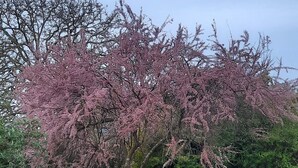 Ein Baum mit rosa Blüten in einer Wiese.