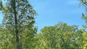 En stuga i en skog med klar himmel.