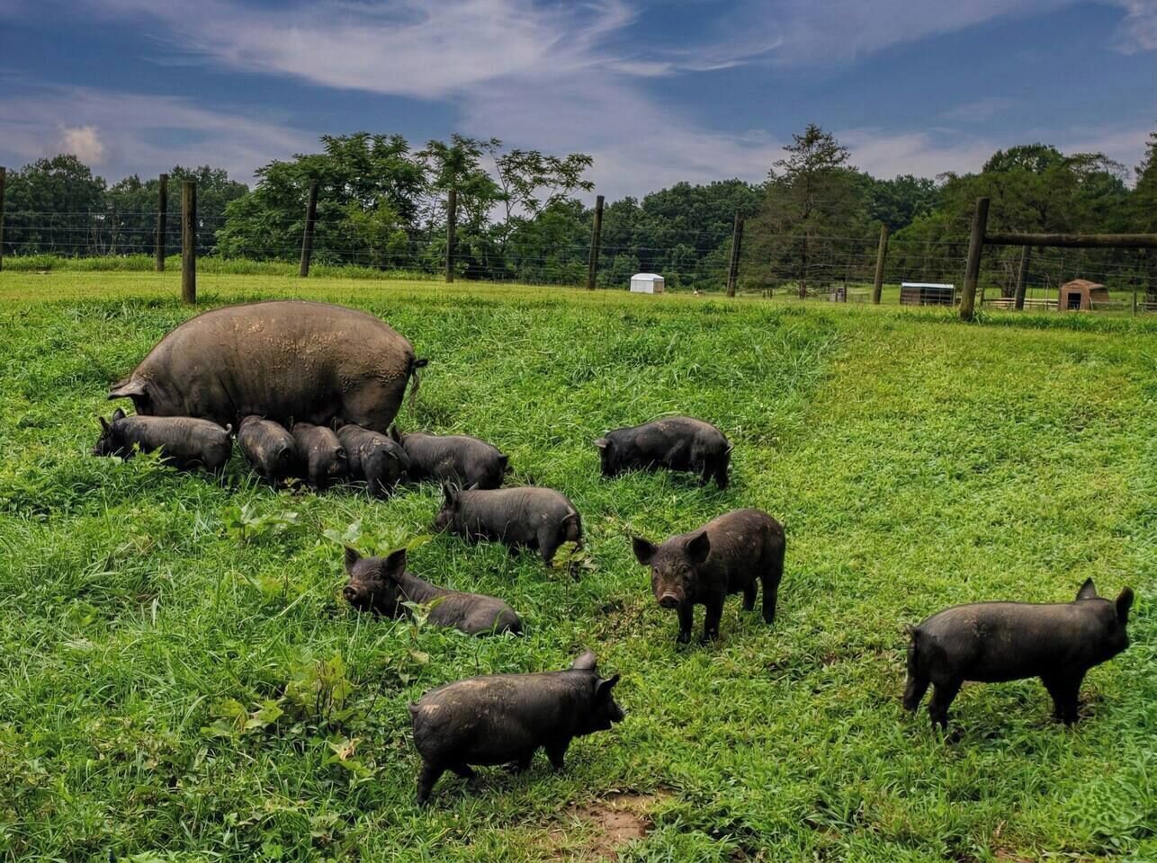 Een groep varkens in een grasveld met een omheining en bomen op de achtergrond.