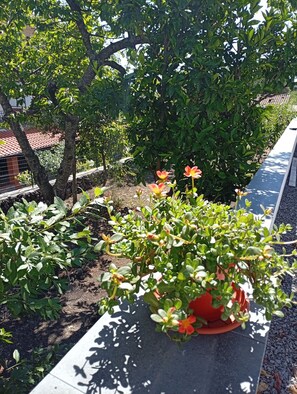 A potted plant with green leaves and red flowers on a balcony. - Don Turi Etna (Zafferana Etnea)