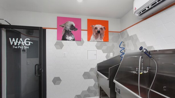 Ein modernes Hunde-Wellnesszentrum mit sechseckigen Fliesenwänden, einem Edelstahlbecken und zwei gerahmten Hundebildern.