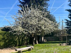 A tree with white blossoms in a park setting. - House in Vetheuil with private pool near Giverny and Roche Guyon (Vétheuil)