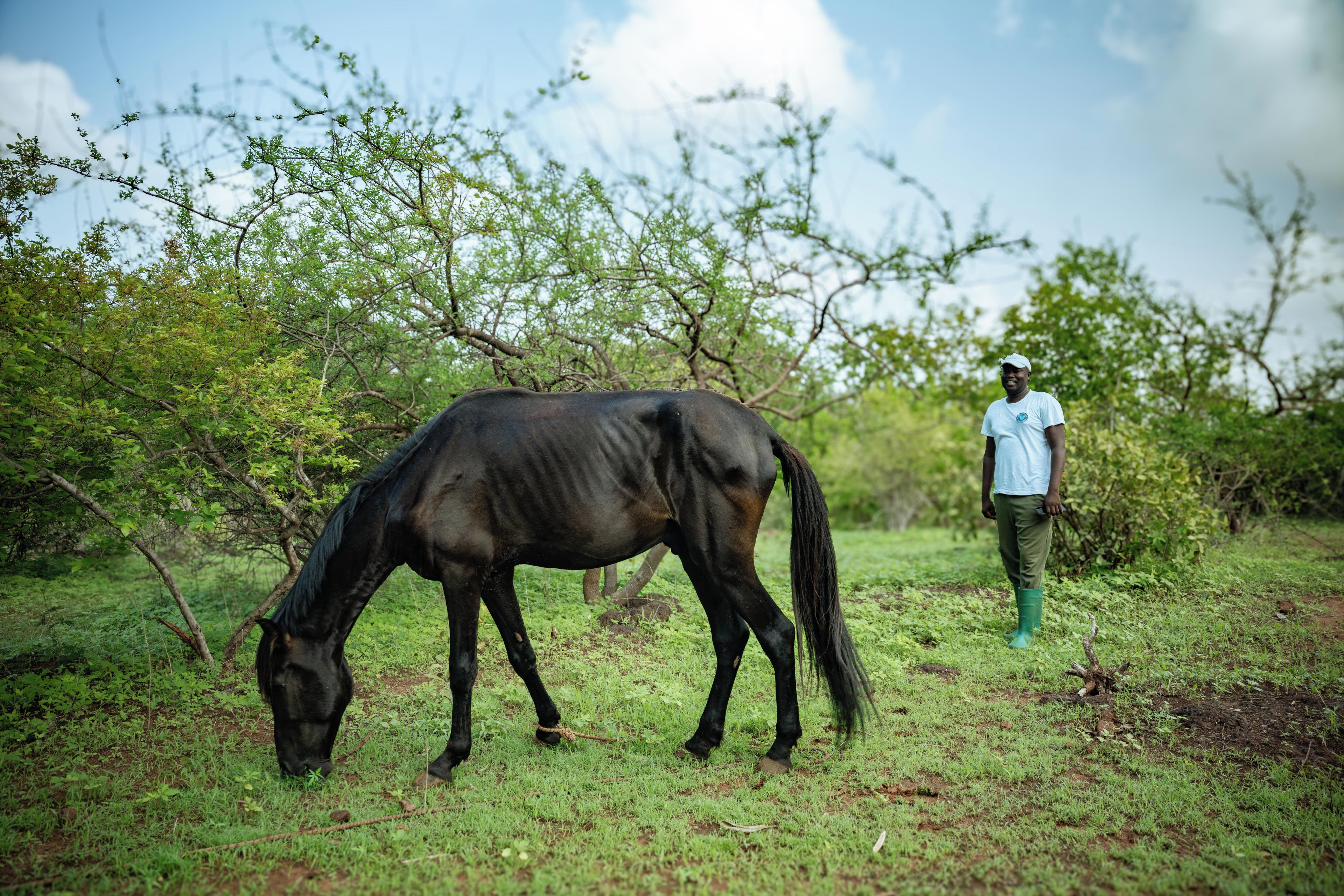 Un caballo pastando en un campo con árboles al fondo.