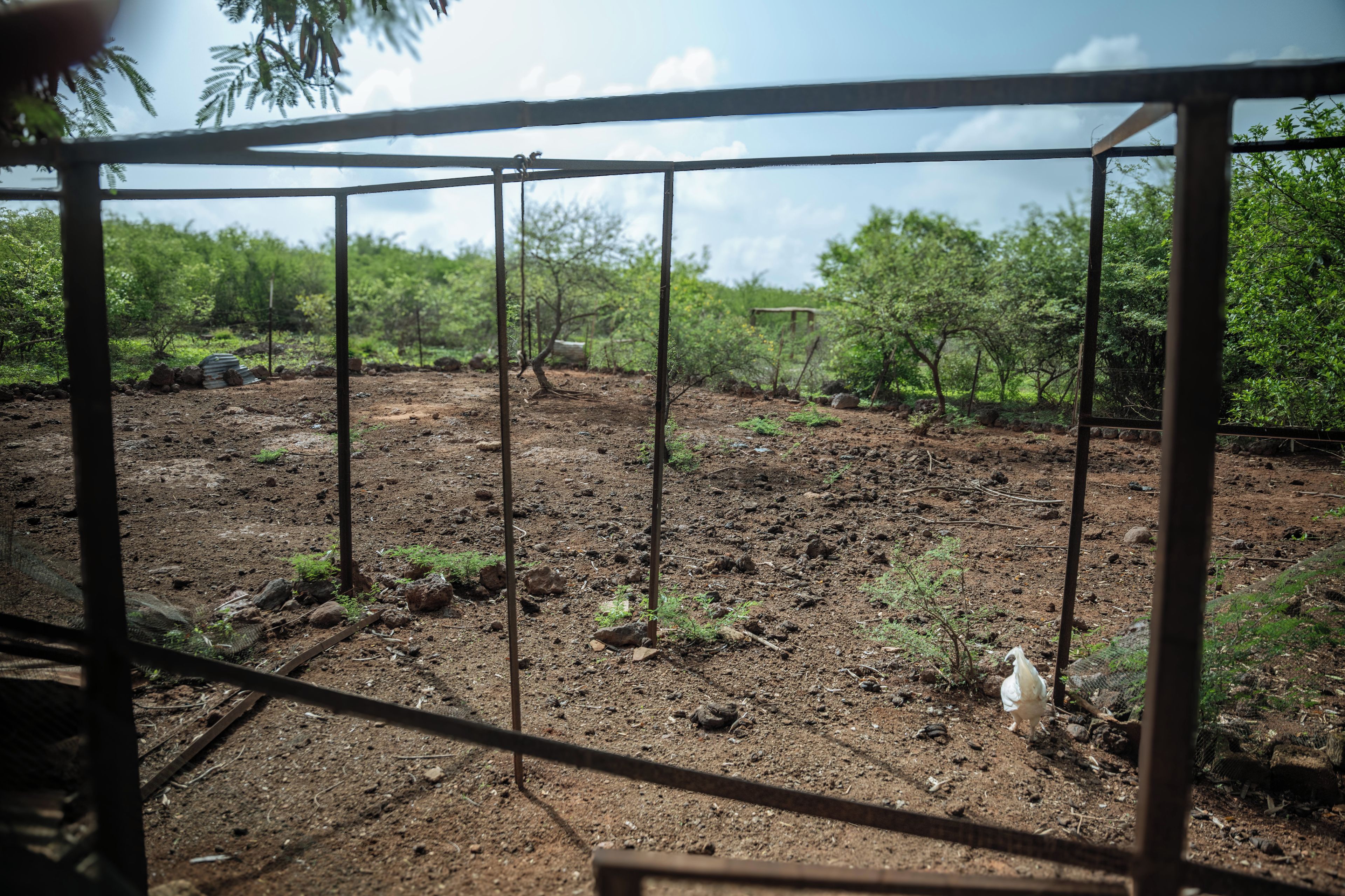 A fenced outdoor area with a dirt ground, trees, and a small white object.