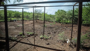 A fenced outdoor area with a dirt ground, trees, and a small white object.