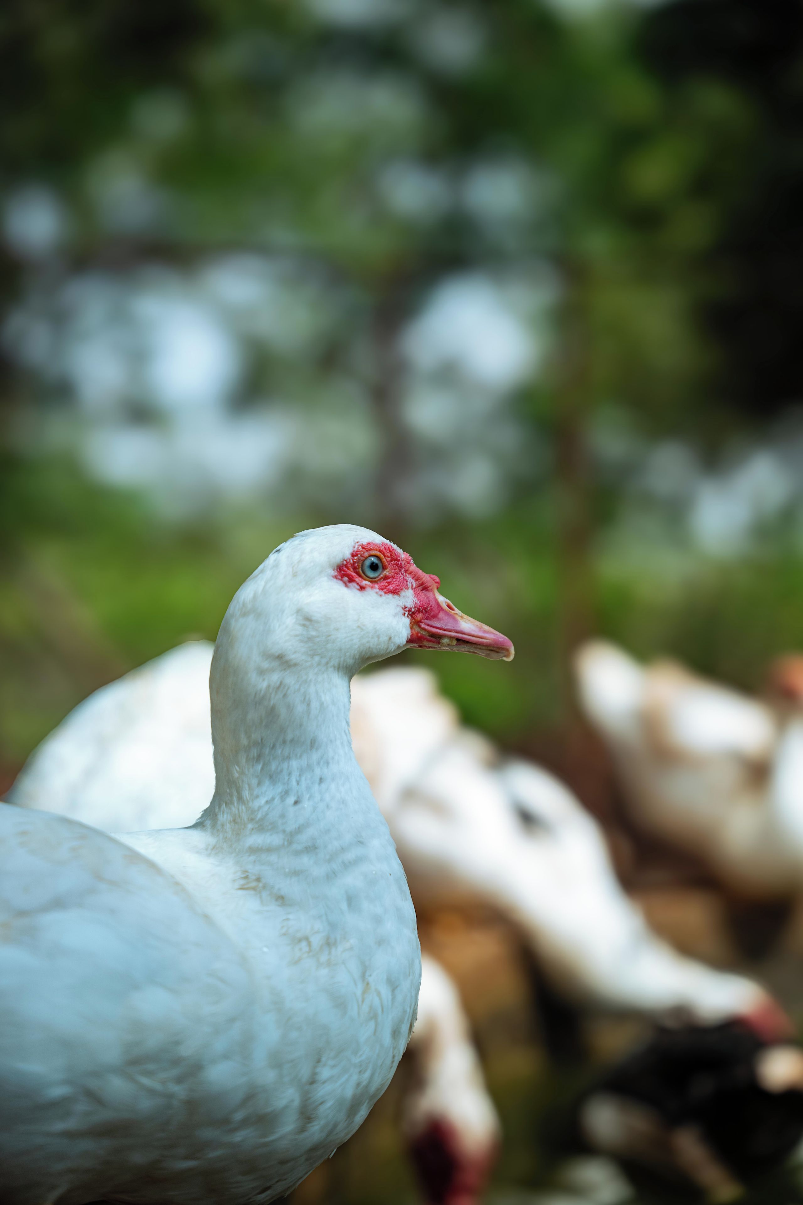 Primer plano de un ave blanco con cara roja, posiblemente un pato, en un entorno natural con follaje borroso al fondo.