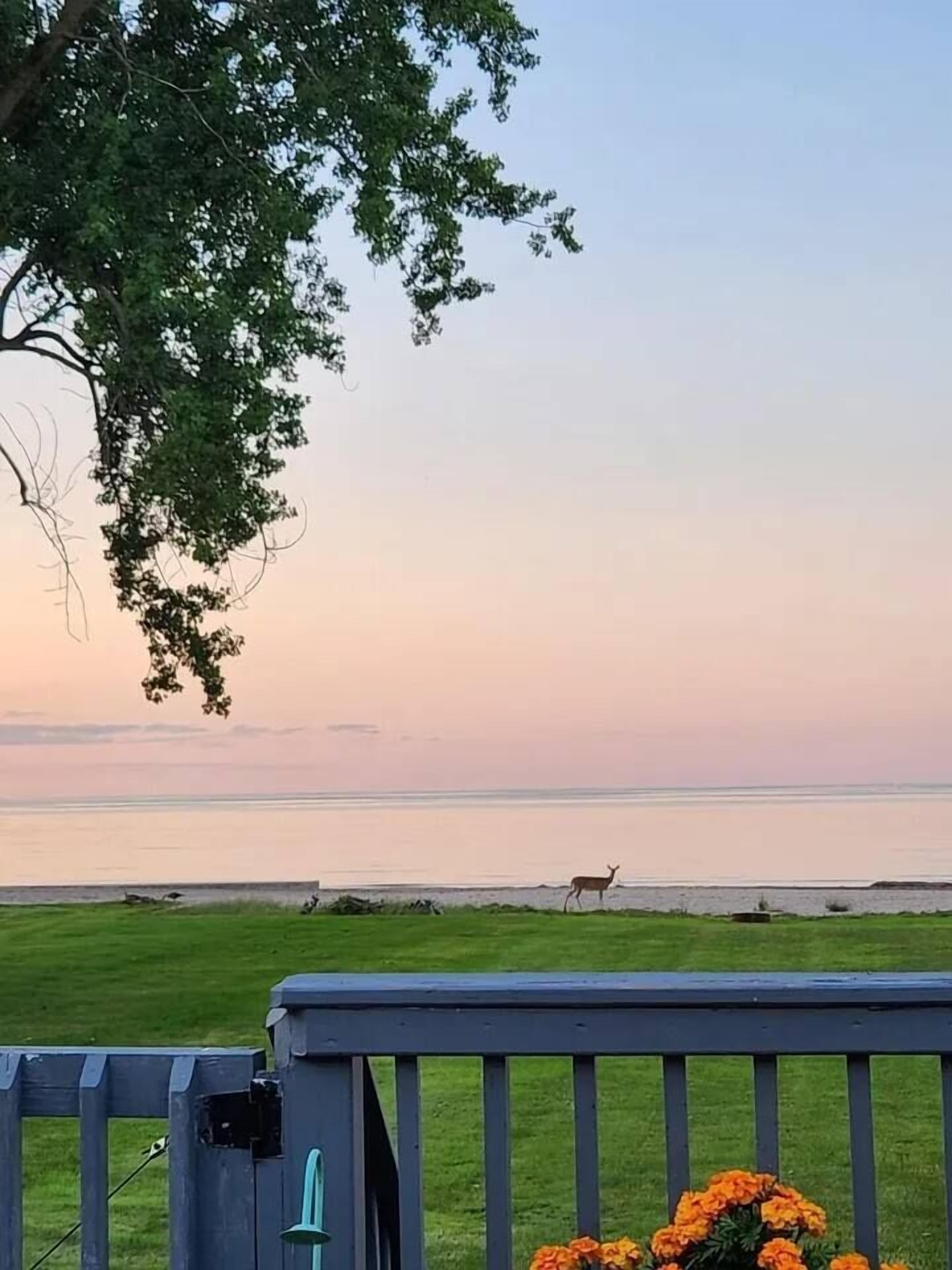 A grassy area with a wooden deck and a view of the sea.